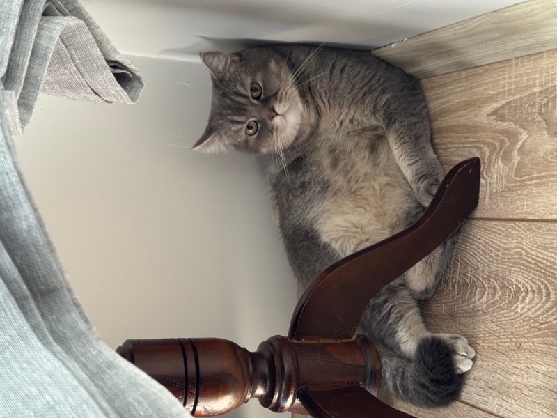 British Shorthair, Kedi  Taro fotoğrafı