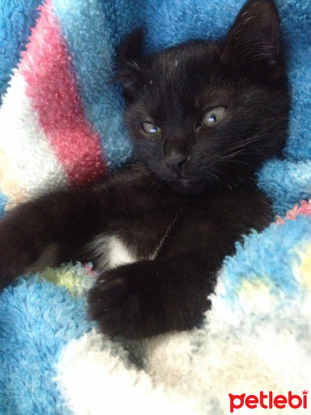 Bombay, Kedi  Masha fotoğrafı