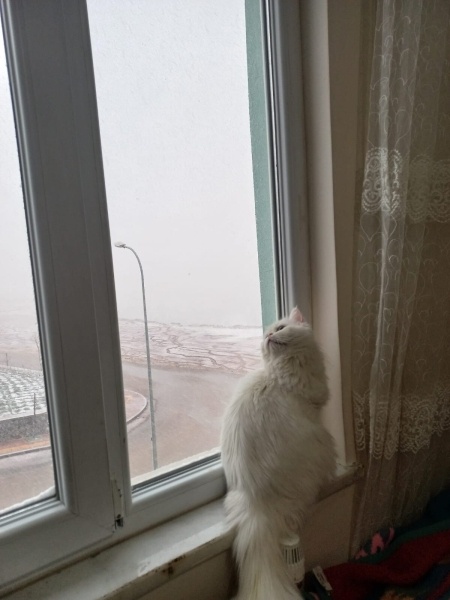 Ankara Kedisi, Kedi  Maya fotoğrafı
