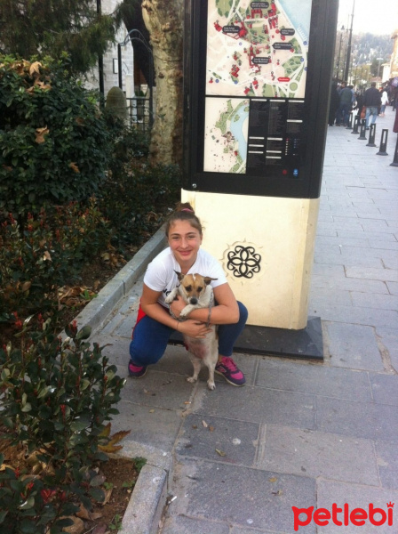 Alman Çoban Köpeği, Köpek  Şeker fotoğrafı