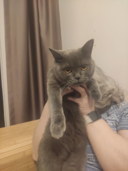 Mavi Rus, Kedi  Bella fotoğrafı