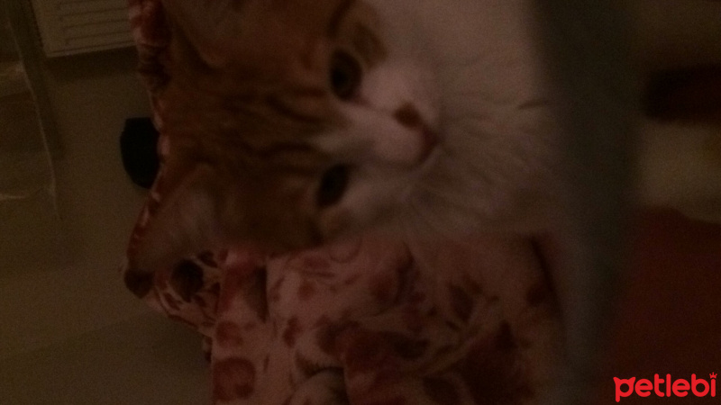 Tekir Kedi, Kedi  Karamel fotoğrafı