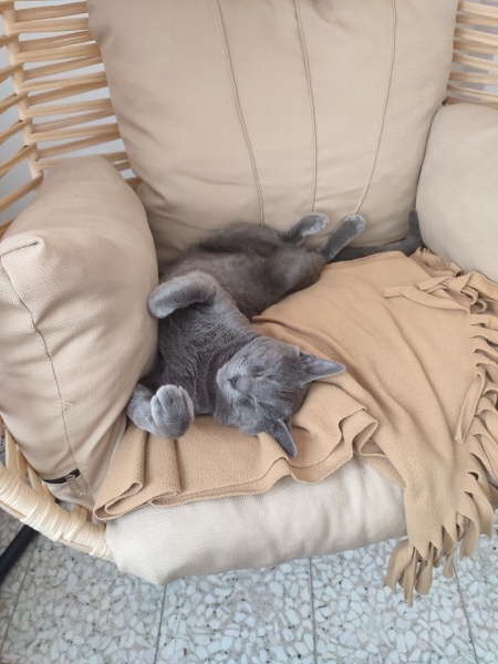 British Shorthair, Kedi  casper fotoğrafı