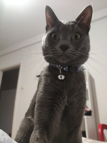 British Shorthair, Kedi  casper fotoğrafı
