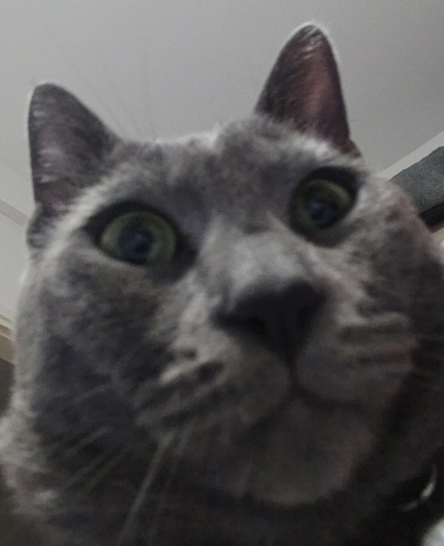British Shorthair, Kedi  casper fotoğrafı