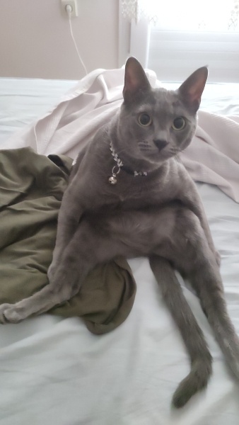 British Shorthair, Kedi  casper fotoğrafı