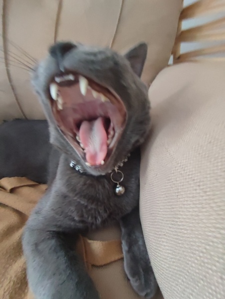 British Shorthair, Kedi  casper fotoğrafı
