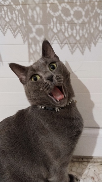 British Shorthair, Kedi  casper fotoğrafı