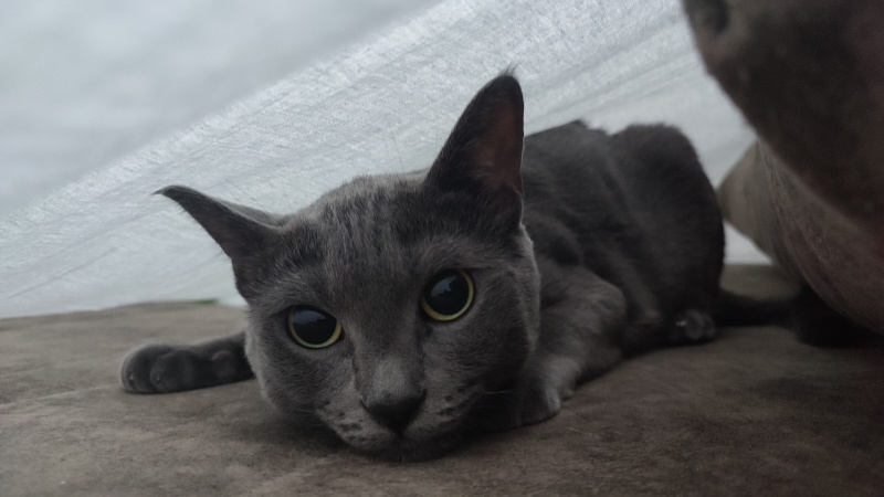 British Shorthair, Kedi  casper fotoğrafı