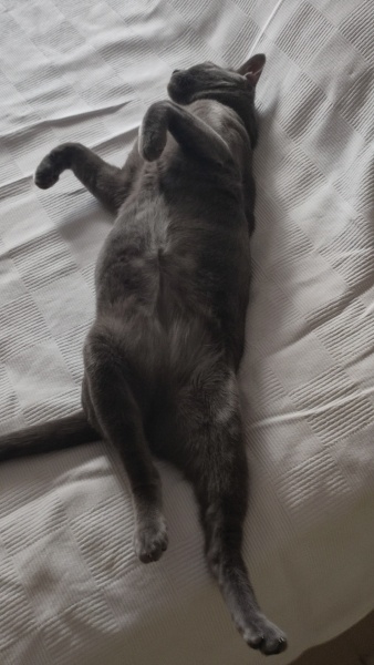 British Shorthair, Kedi  casper fotoğrafı