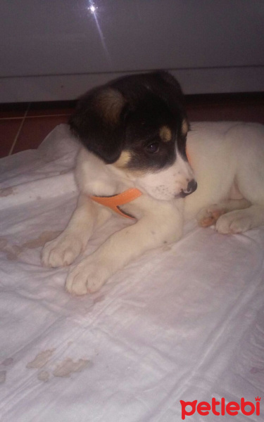 Jack Russell Terrier, Köpek  Odie  fotoğrafı