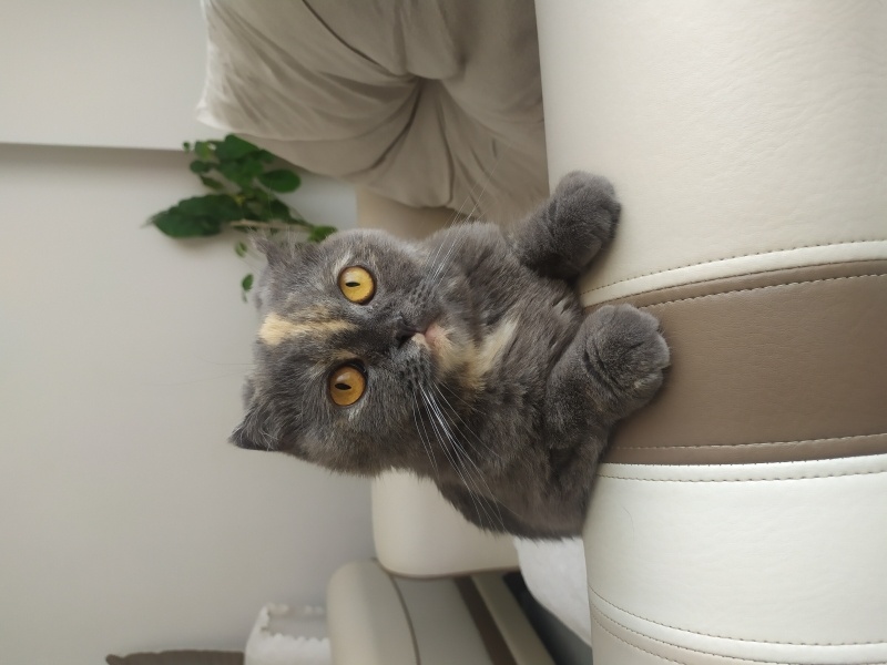 Scottish Fold, Kedi  Ponçik fotoğrafı