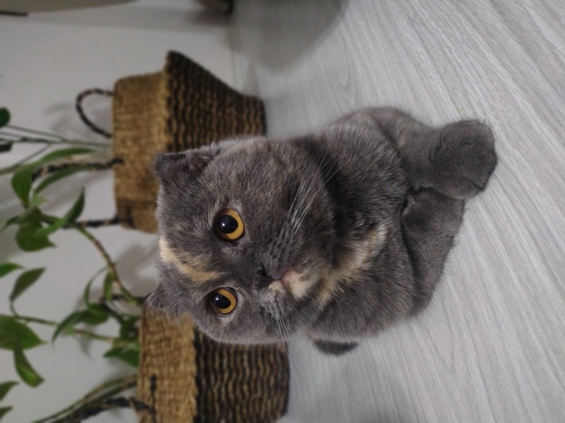 Scottish Fold, Kedi  Ponçik fotoğrafı