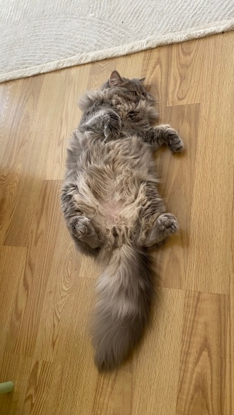 British Longhair, Kedi  miu zed fotoğrafı