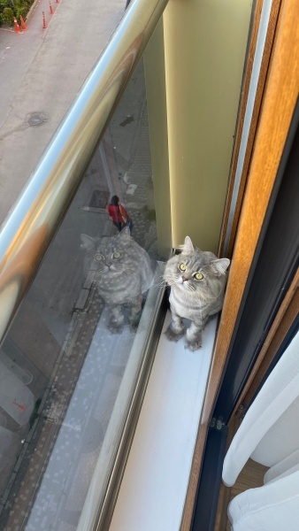 British Longhair, Kedi  miu zed fotoğrafı