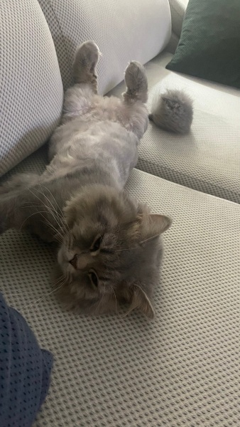 British Longhair, Kedi  miu zed fotoğrafı