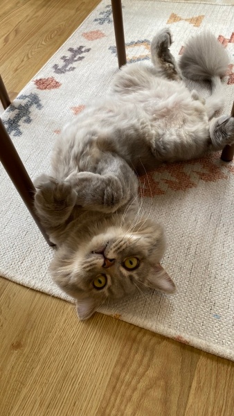 British Longhair, Kedi  miu zed fotoğrafı