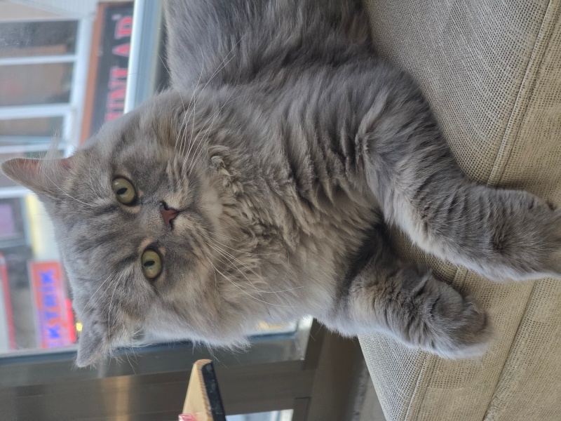 British Longhair, Kedi  miu zed fotoğrafı
