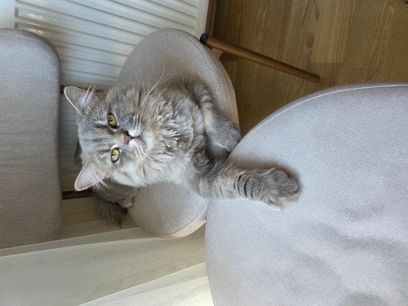 British Longhair, Kedi  miu zed fotoğrafı