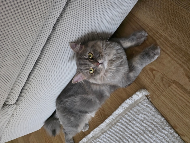 British Longhair, Kedi  miu zed fotoğrafı