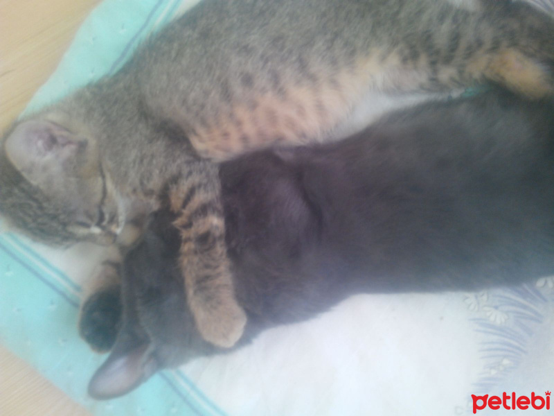 Tekir Kedi, Kedi  Dilek. fotoğrafı