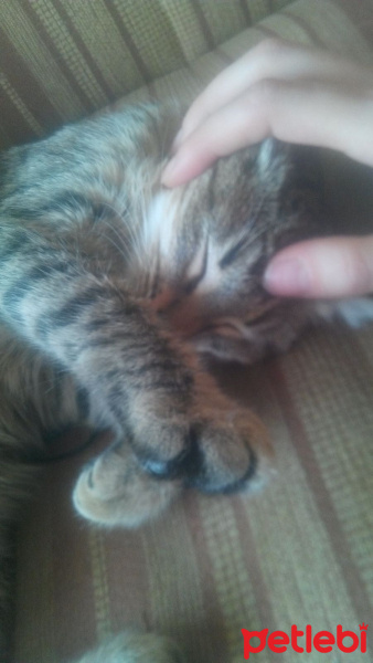 Tekir Kedi, Kedi  Dilek. fotoğrafı