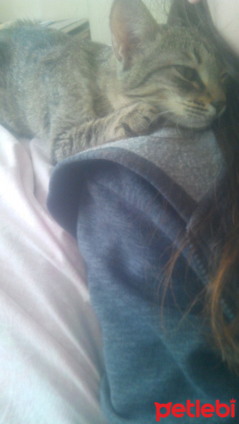 Tekir Kedi, Kedi  Dilek. fotoğrafı