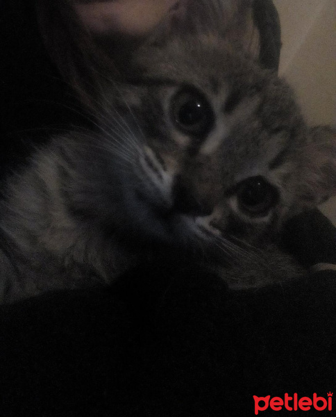 Tekir Kedi, Kedi  Dilek. fotoğrafı