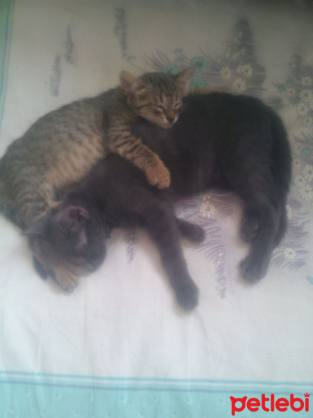 Tekir Kedi, Kedi  Dilek. fotoğrafı