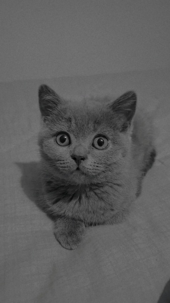 British Shorthair, Kedi  Süslü fotoğrafı