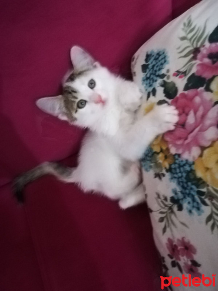 Tekir Kedi, Kedi  sirin fotoğrafı