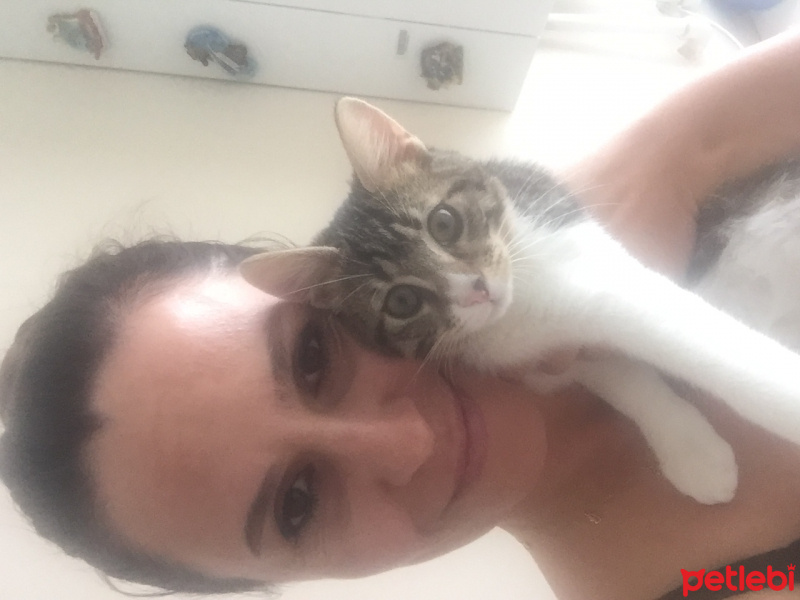 Tekir Kedi, Kedi  Kontes fotoğrafı