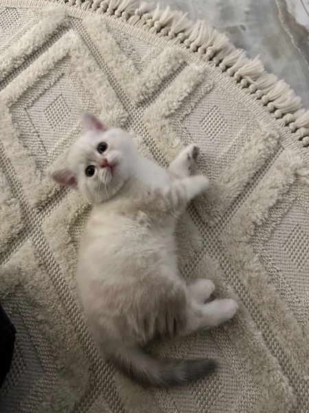British Shorthair, Kedi  British shorthair 2 aylık fotoğrafı