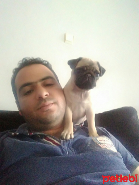 Pug, Köpek  RIFKIYE fotoğrafı
