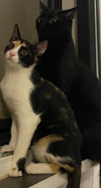 Tekir Kedi, Kedi  asuman fotoğrafı