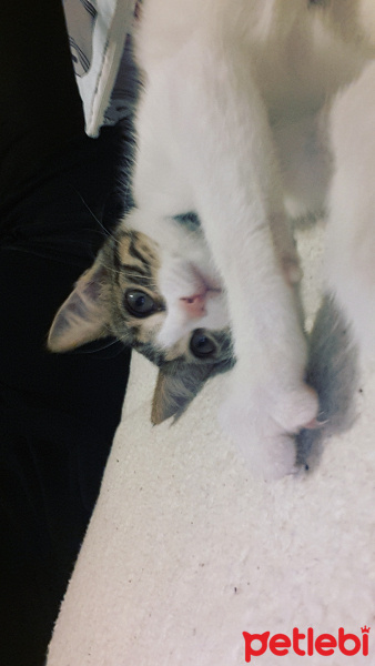 Tekir Kedi, Kedi  Zilli fotoğrafı