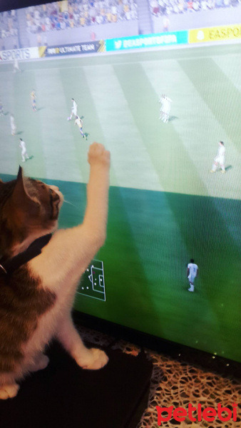Tekir Kedi, Kedi  Zilli fotoğrafı