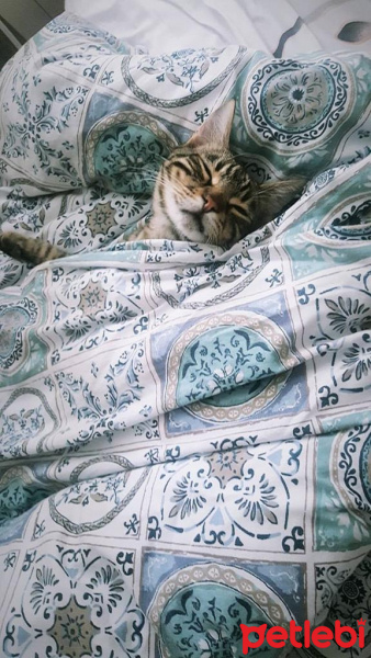Tekir Kedi, Kedi  Zilli fotoğrafı