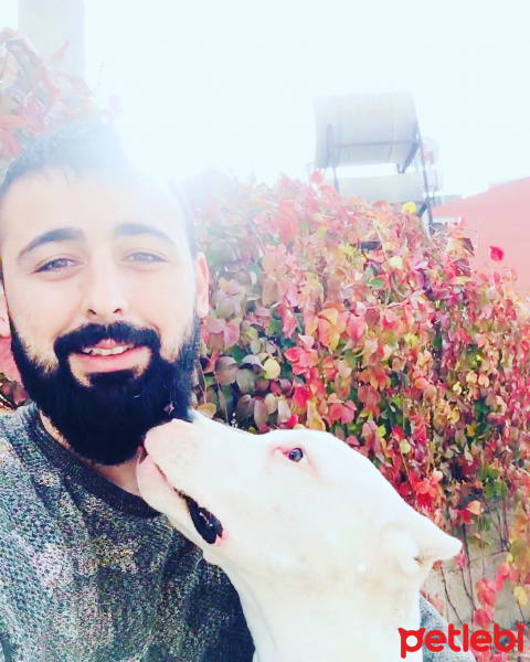 Dogo Arjantin, Köpek  Barlas fotoğrafı