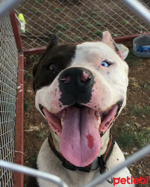 Dogo Arjantin, Köpek  Barlas fotoğrafı