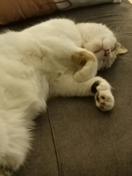 Van Kedisi, Kedi  Luna fotoğrafı