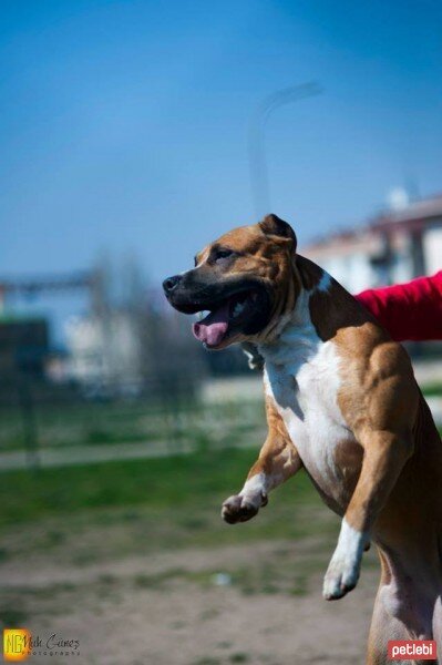 Amerikan Pitbull Terrier, Köpek  chaki fotoğrafı