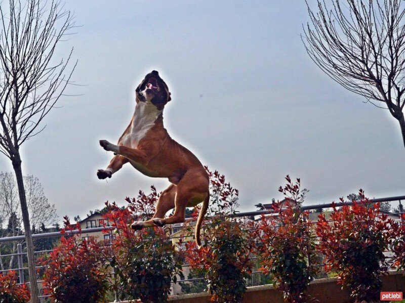 Amerikan Pitbull Terrier, Köpek  chaki fotoğrafı