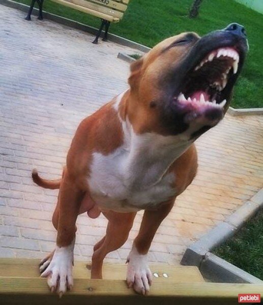 Amerikan Pitbull Terrier, Köpek  chaki fotoğrafı