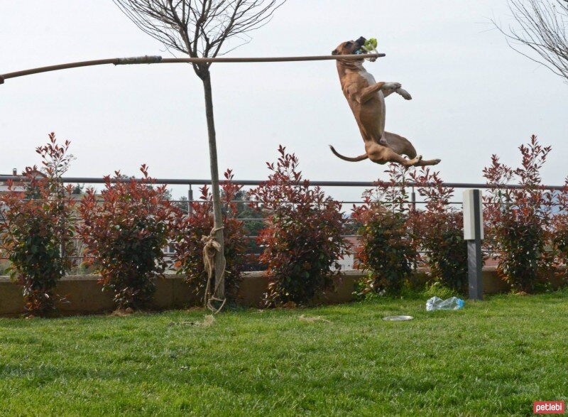 Amerikan Pitbull Terrier, Köpek  chaki fotoğrafı