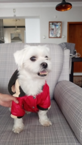 Maltese, Köpek  Zeytin fotoğrafı