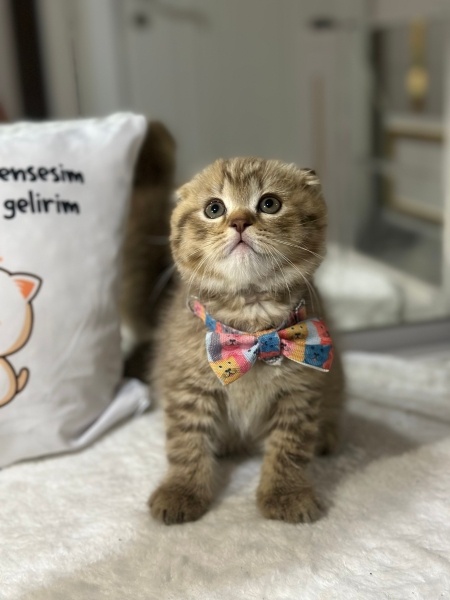 Scottish Fold, Kedi  Naci fotoğrafı