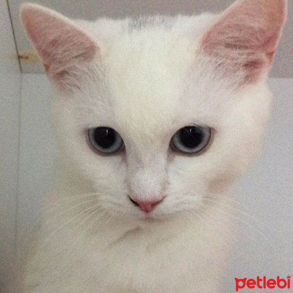 British Shorthair, Kedi  pamuk fotoğrafı