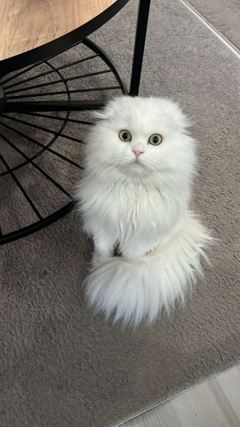 Scottish Fold, Kedi  Casper fotoğrafı