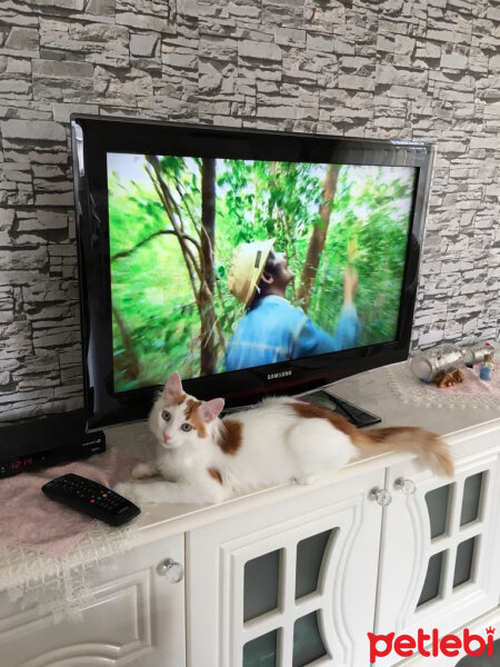 Ankara Kedisi, Kedi  LEON fotoğrafı